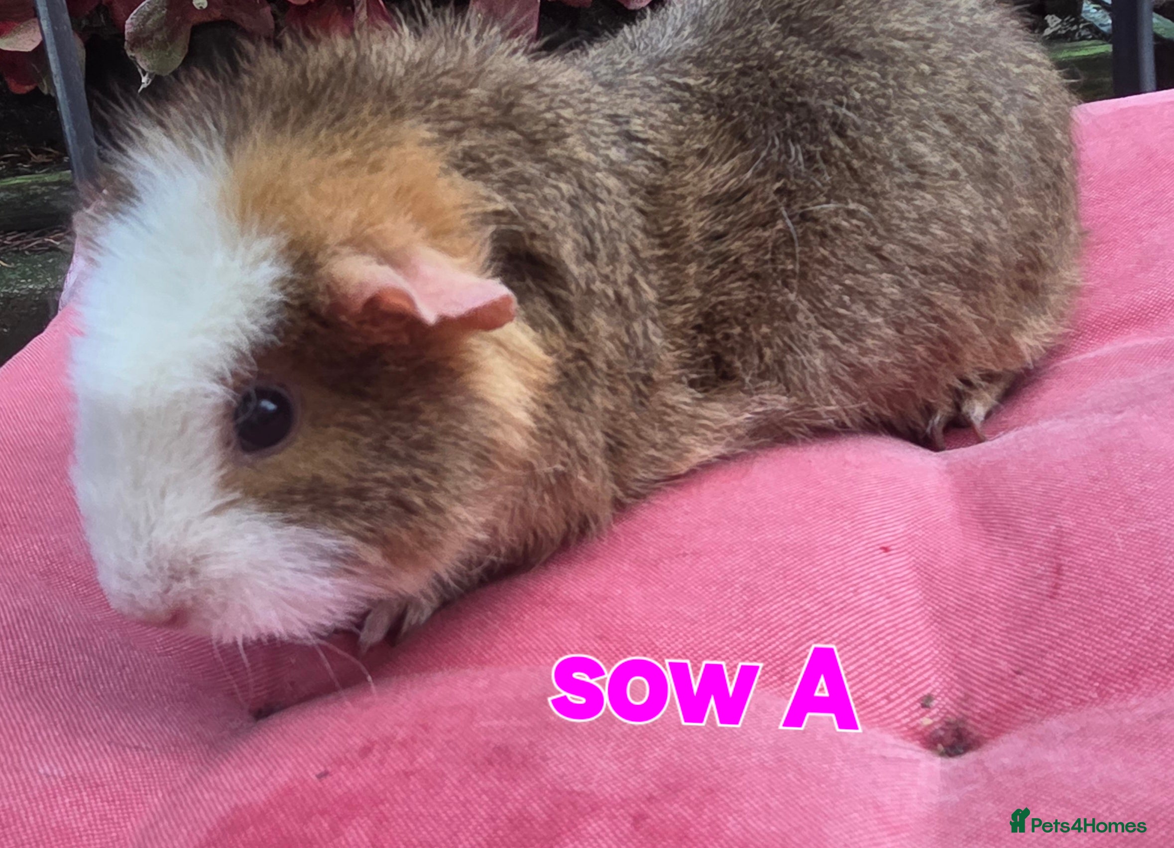 Guinea Pig rodents Pure BRED TEDDY SOWS  - Advert 1