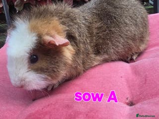 Guinea Pig rodents Pure BRED TEDDY SOWS - Advert 10