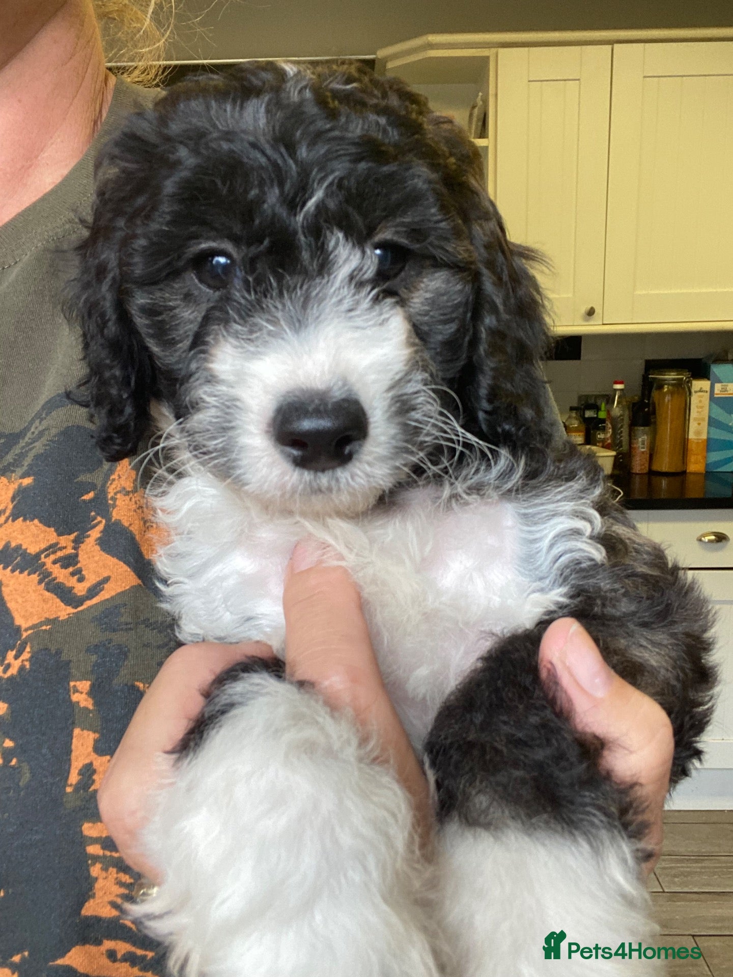 Cockapoo dogs Real life teddy bear  cockapoo puppy’s  - Advert 2