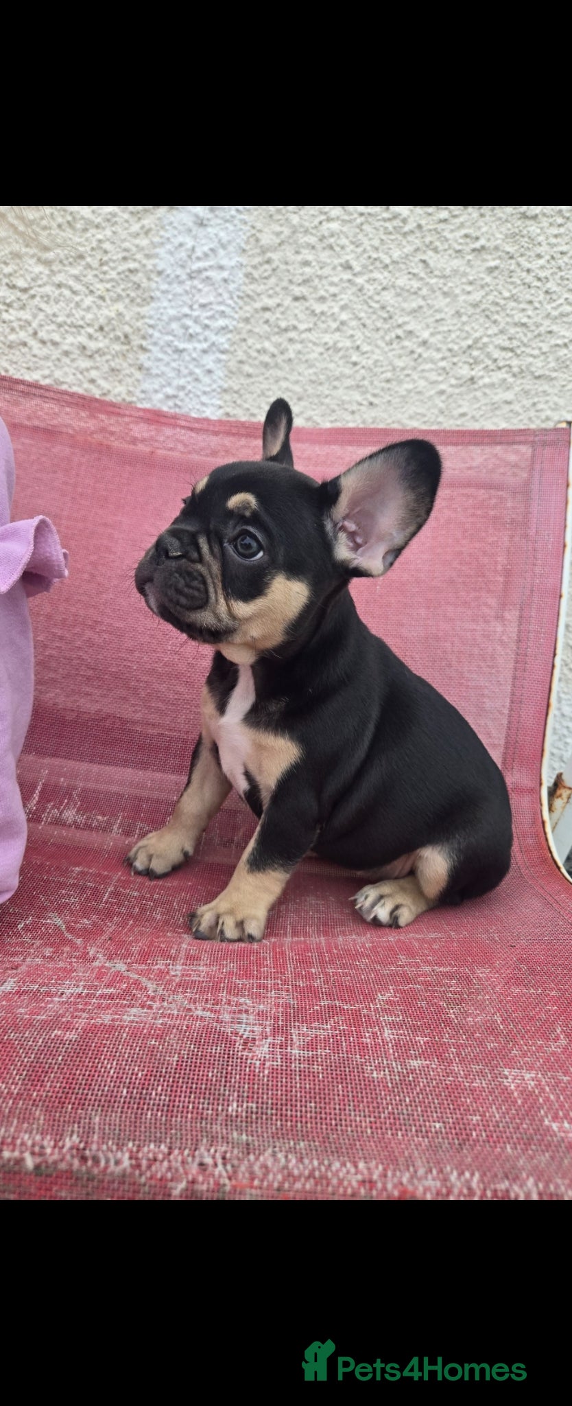 French Bulldog dogs for sale: French bulldog puppies  - Advert 10