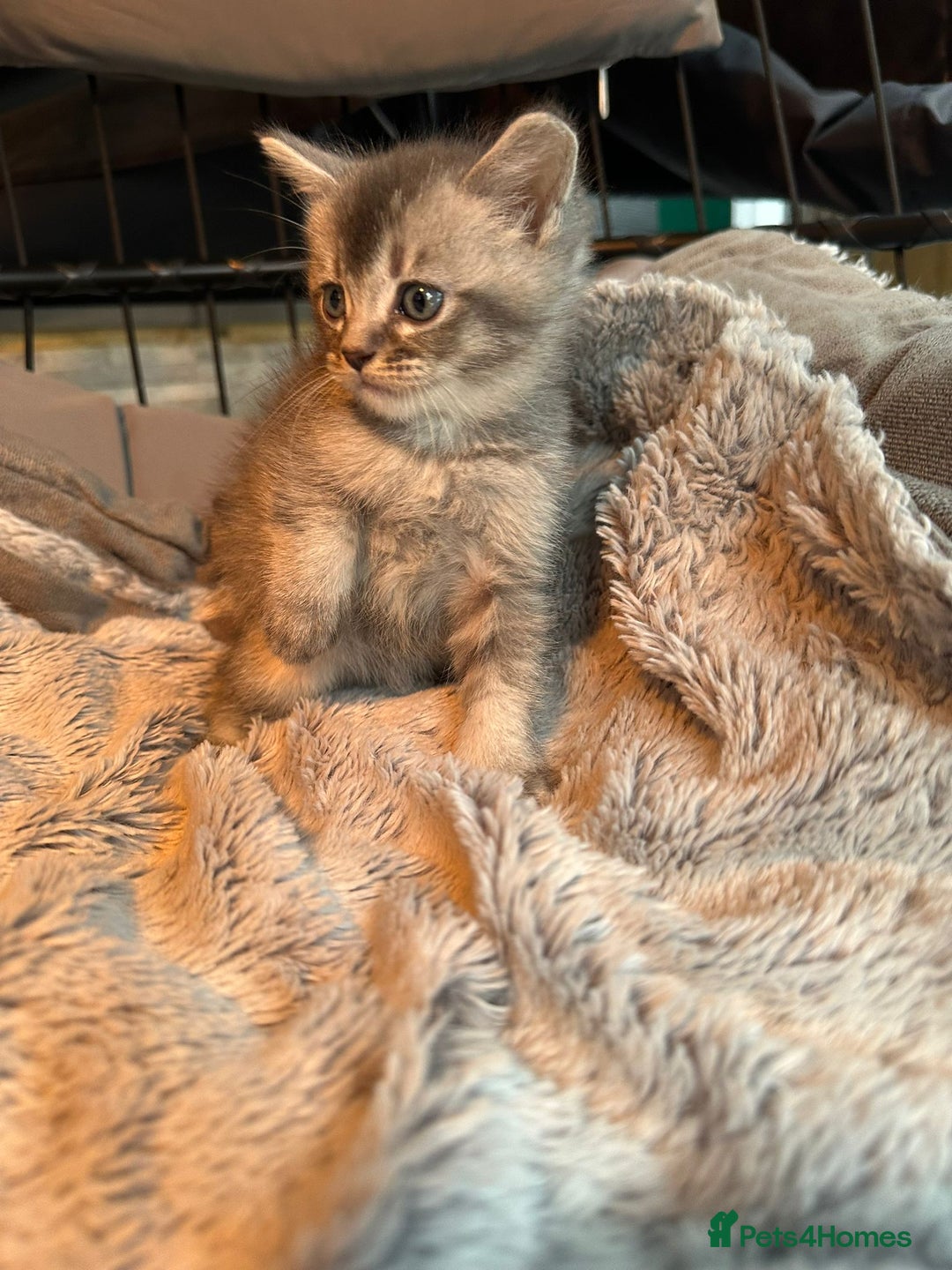 Mixed Breed cats for sale: Maine coon x Scottish fold kittens - Image 18