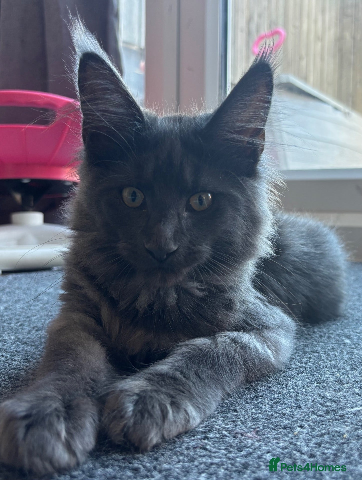 Maine Coon cats for sale: READY TO LEAVE GCCF Registered Maine Coon Kittens  - Advert 2