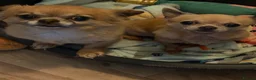 Chihuahua dogs for sale: Gizmo & Missy 7 year old Chihuahuas - Advert 5