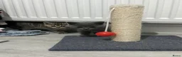 British Shorthair cats for sale: British Shorthair Kittens For sale - Advert 1