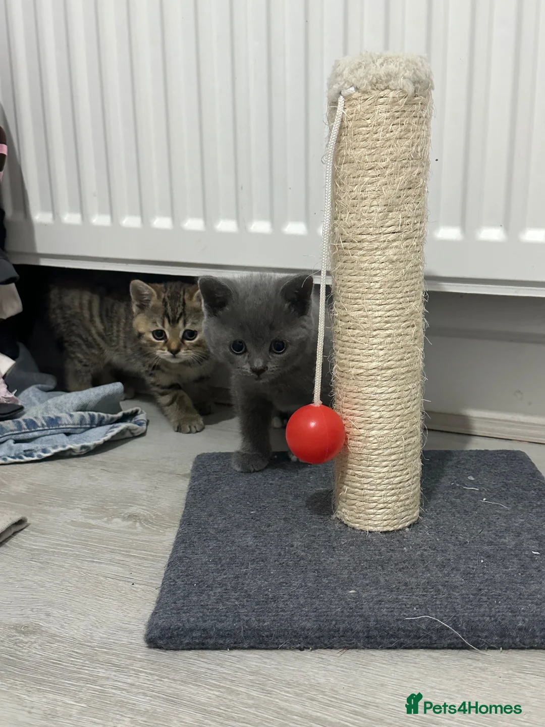 British Shorthair cats for sale: British Shorthair Kittens For sale - Advert 1