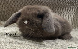 Mini Lop rabbits for sale: 🐰STUNNING MINI LOPS 🐰 ready to reserve!! - Image 5