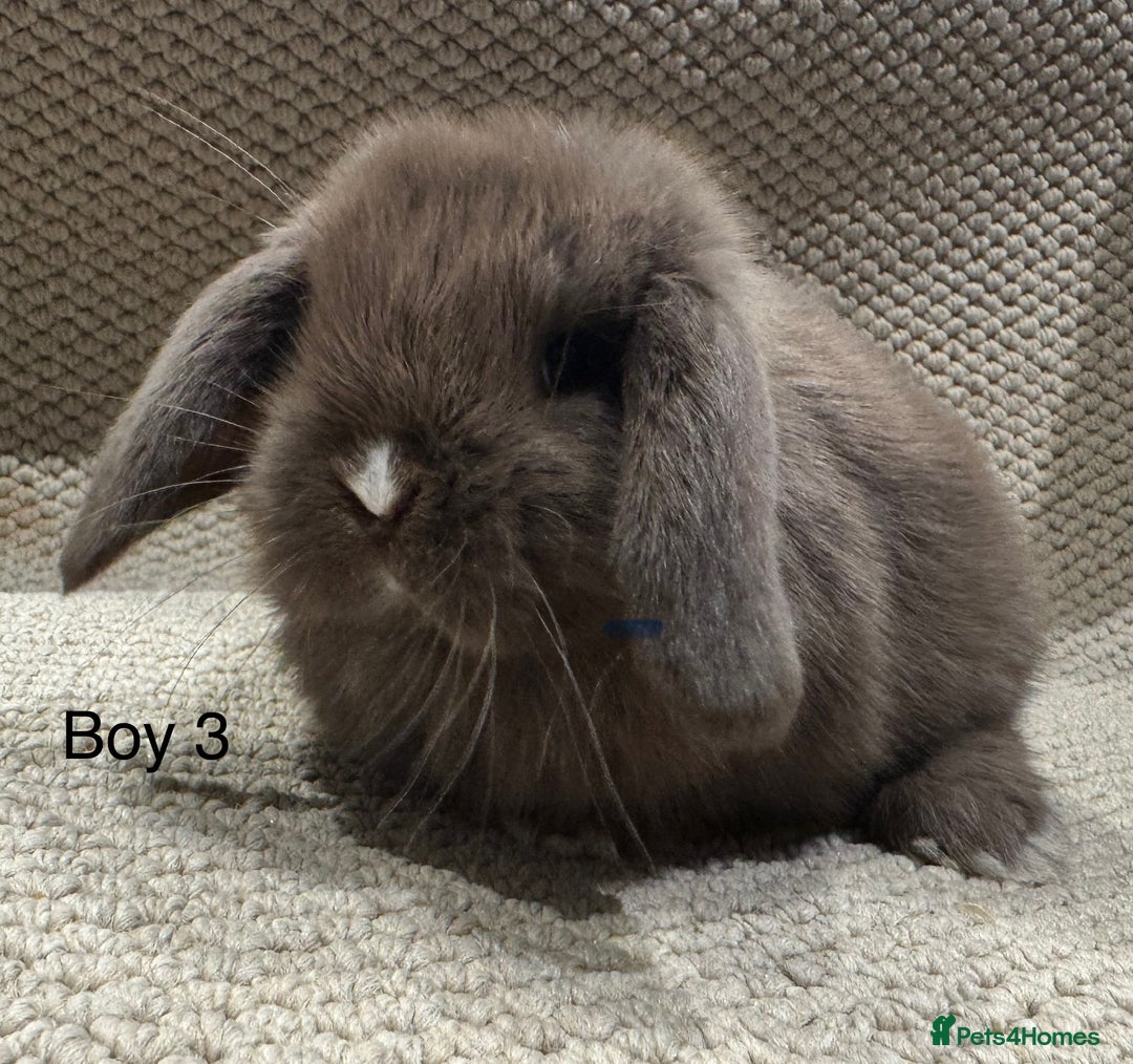 Mini Lop rabbits for sale: 🐰STUNNING MINI LOPS 🐰 ready to reserve!! - Image 5