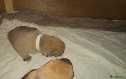 Mixed Breed dogs for sale: Mastiff x rottweiler  - Image 8