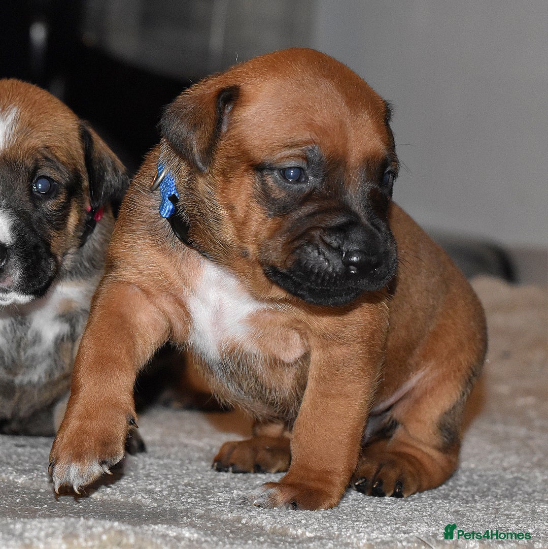 Belgian Shepherd Dog dogs for sale: Bullherders top working lines  - Image 24