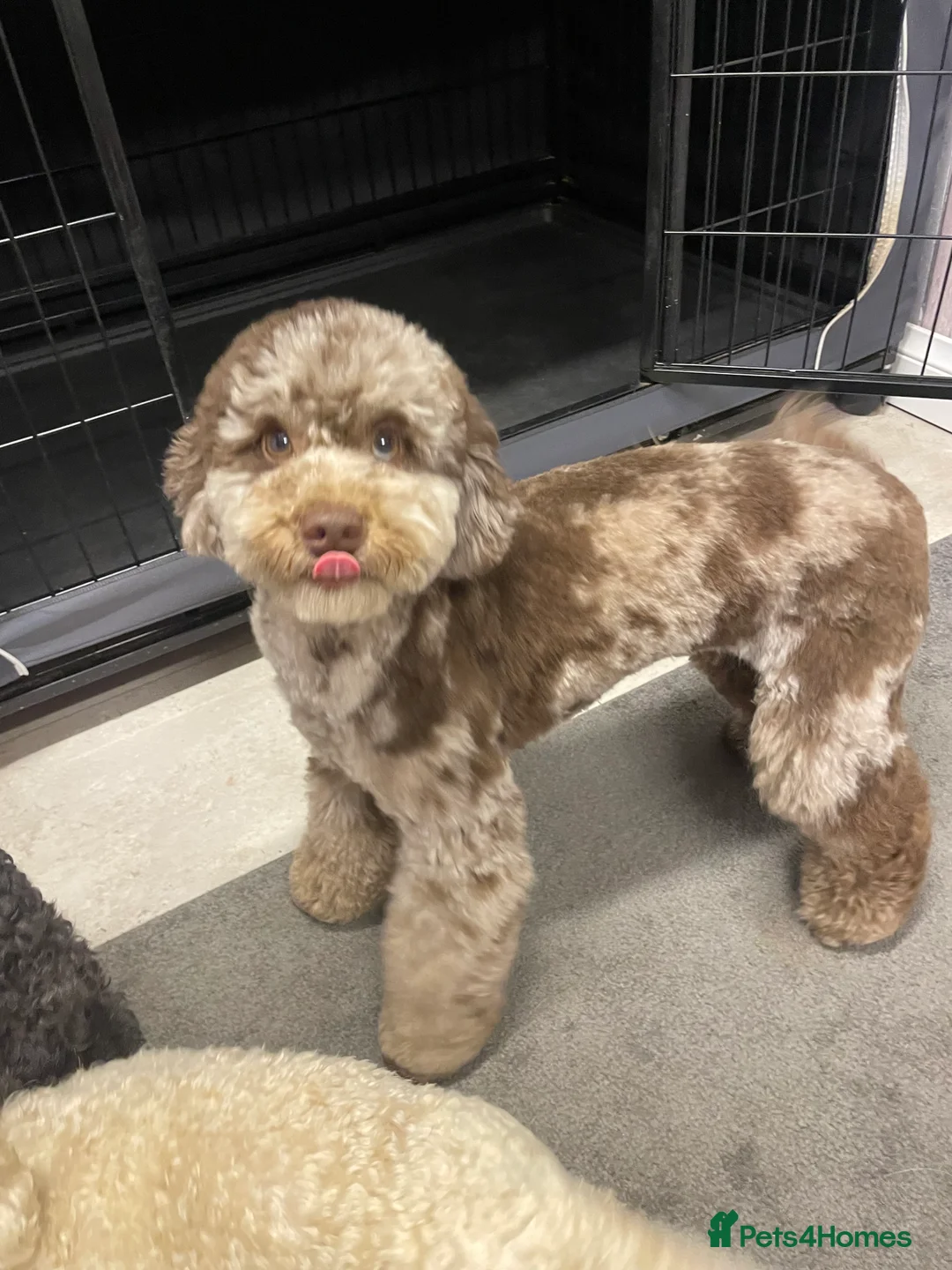 Cockapoo dogs for sale: Ready nowz stunning merle toy cockapoo pups  - Advert 4