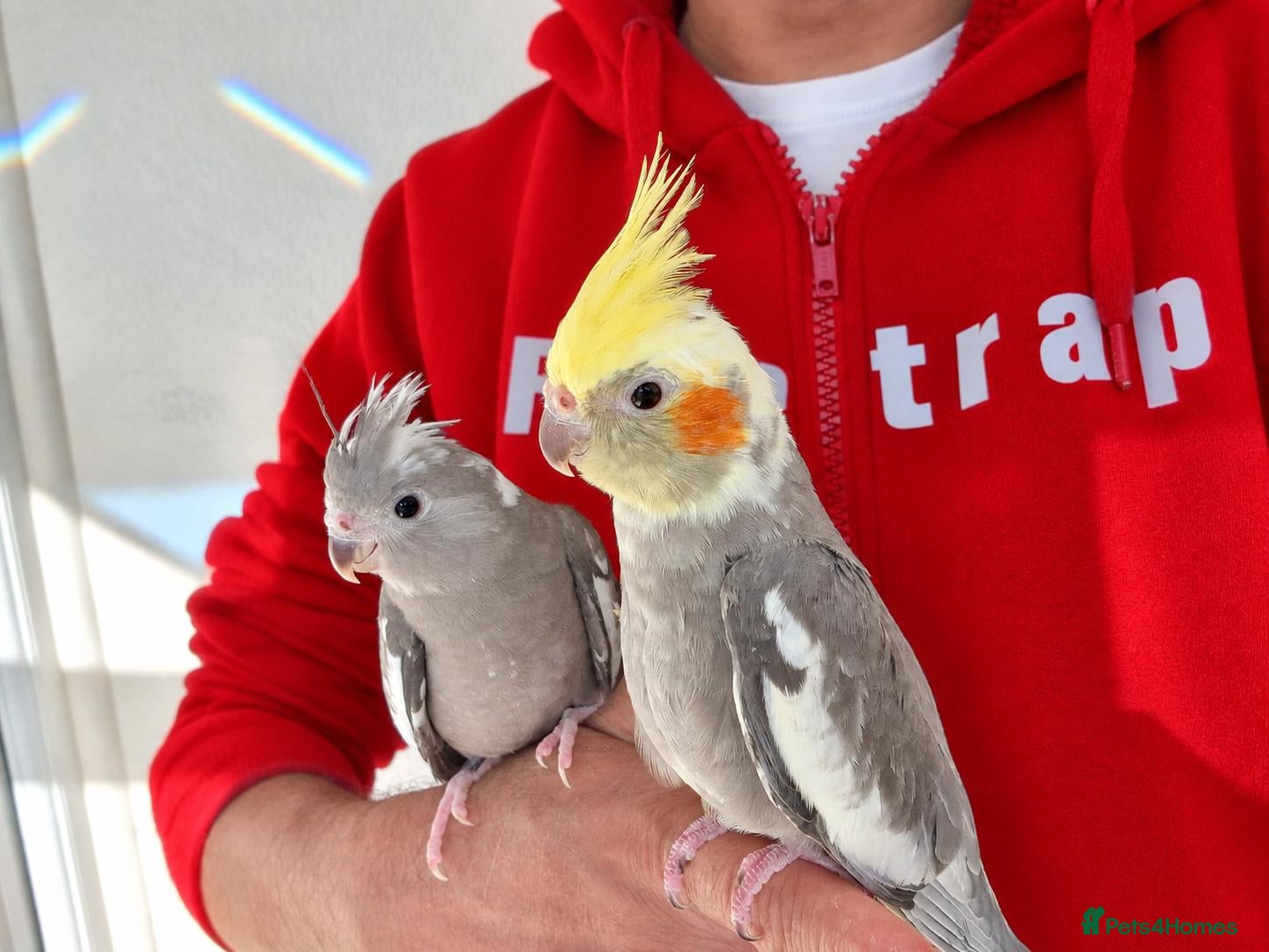 Cockatiels birds Super hand tamed baby cockatiel for sale - Advert 1