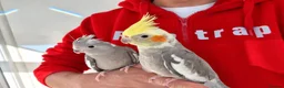 Cockatiels birds for sale: Super hand tamed baby cockatiel for sale - Advert 1