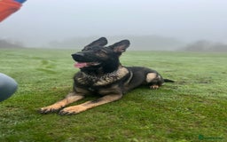 German Shepherd dogs for stud: Czech 🇨🇿 line german shepherd straight back stud - Image 6