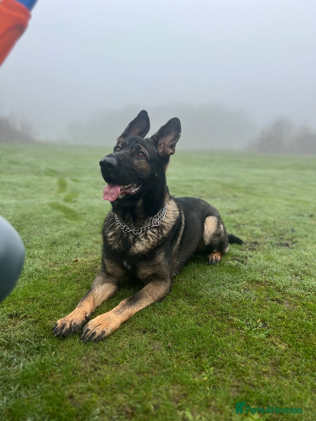 German Shepherd dogs for stud: Czech 🇨🇿 line german shepherd straight back stud - Image 6