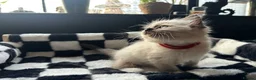 Ragdoll cats for sale: Purebred Ragdoll Kittens  - Advert 11