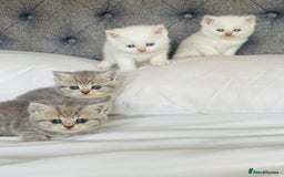 British Shorthair cats for sale: British short hair kittens  - Image 6