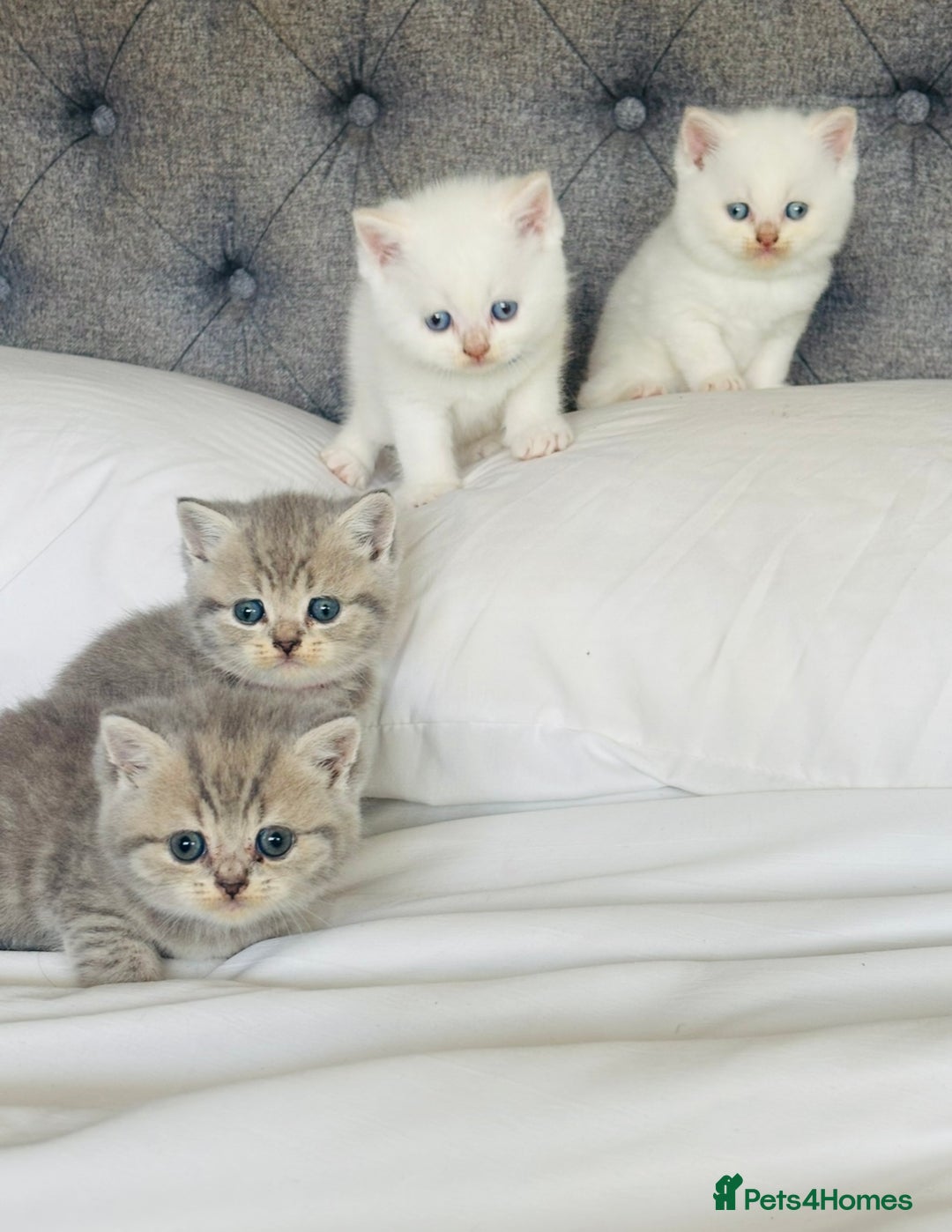 British Shorthair cats for sale: British short hair kittens  - Image 6
