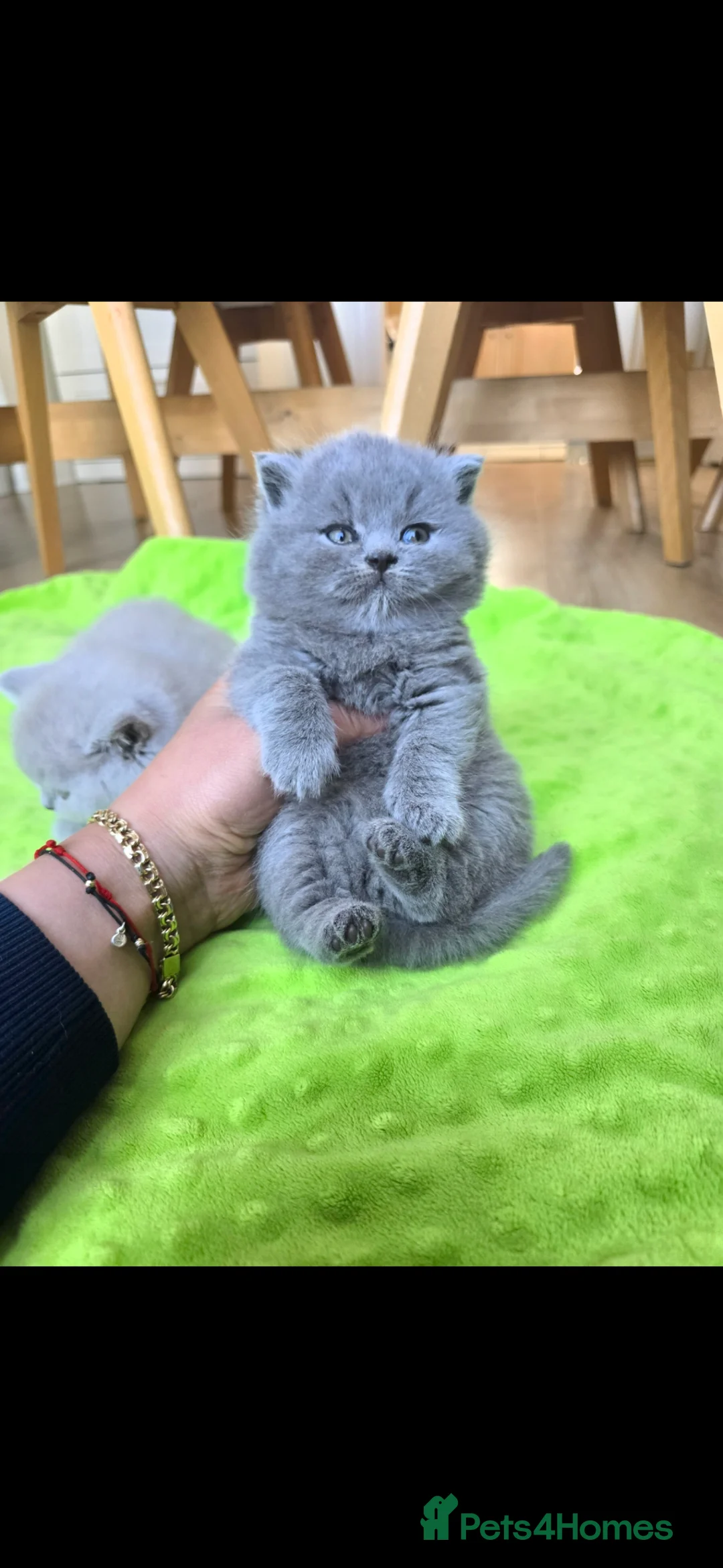 British Shorthair cats for sale: 🐻BLUE GIRL&BOY ,LILAC BOY HEALTHY KITTENS 🐻🐻 - Advert 2