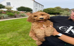 Australian Labradoodle dogs for sale: Stunning Australian Labradoodles  - Image 7