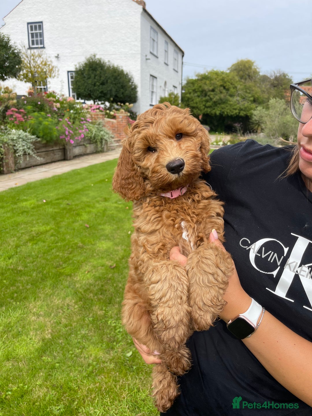 Australian Labradoodle dogs for sale: Stunning Australian Labradoodles  - Image 7
