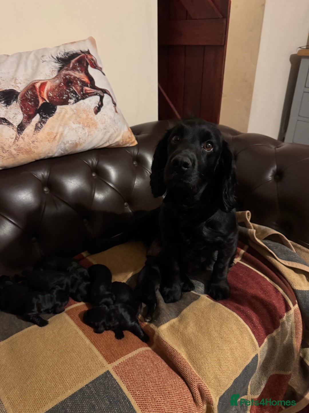 Cocker Spaniel dogs for sale: A gorgeous litter of WCS - Advert 2