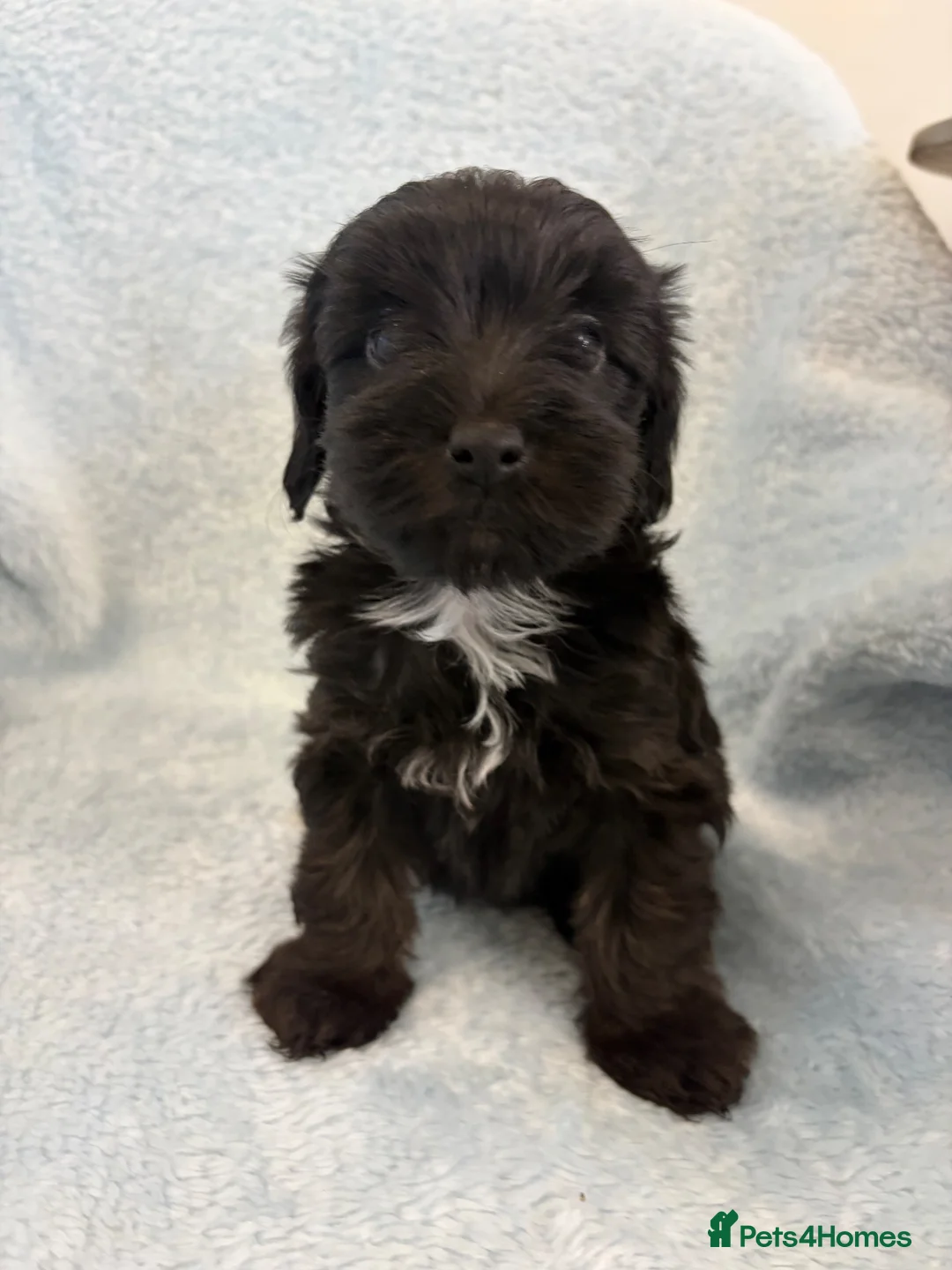 Yorkiepoo dogs for sale: Yorkiepoo puppies  - Advert 2