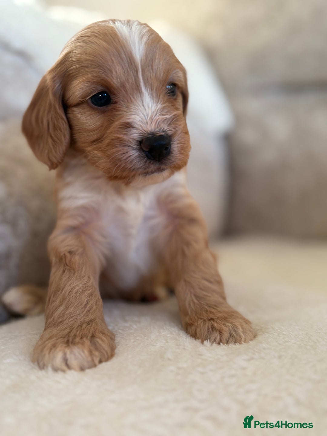 Cockapoo dogs for sale: F1 Cockapoo puppies - Advert 2