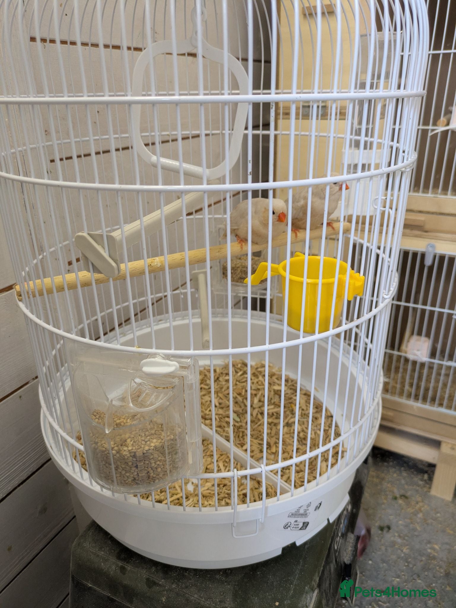 Finches birds Isabella zebra finches pair - Advert 3