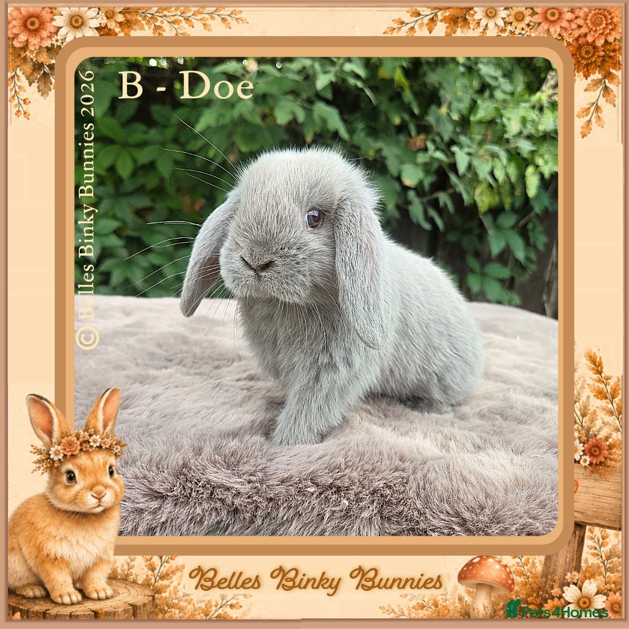 Mini Lop rabbits 🌻Beautiful Baby Mini Lops 🌻 Ready 5th & 11th Sep - Advert 2