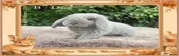 Mini Lop rabbits for sale: 🌻Beautiful Baby Mini Lops 🌻 Ready 5th & 11th Sep - Advert 2