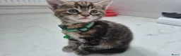 Maine Coon cats for sale: Beautiful Maine Coon X Ginger Kittens Sale - Advert 17