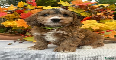Cockapoo dogs - Advert 8