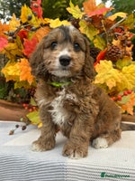 Cockapoo dogs - Advert 10