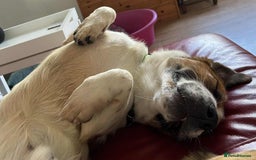 Basset Hound dogs for adoption: Diego - Badersfield Norfolk  - Image 17