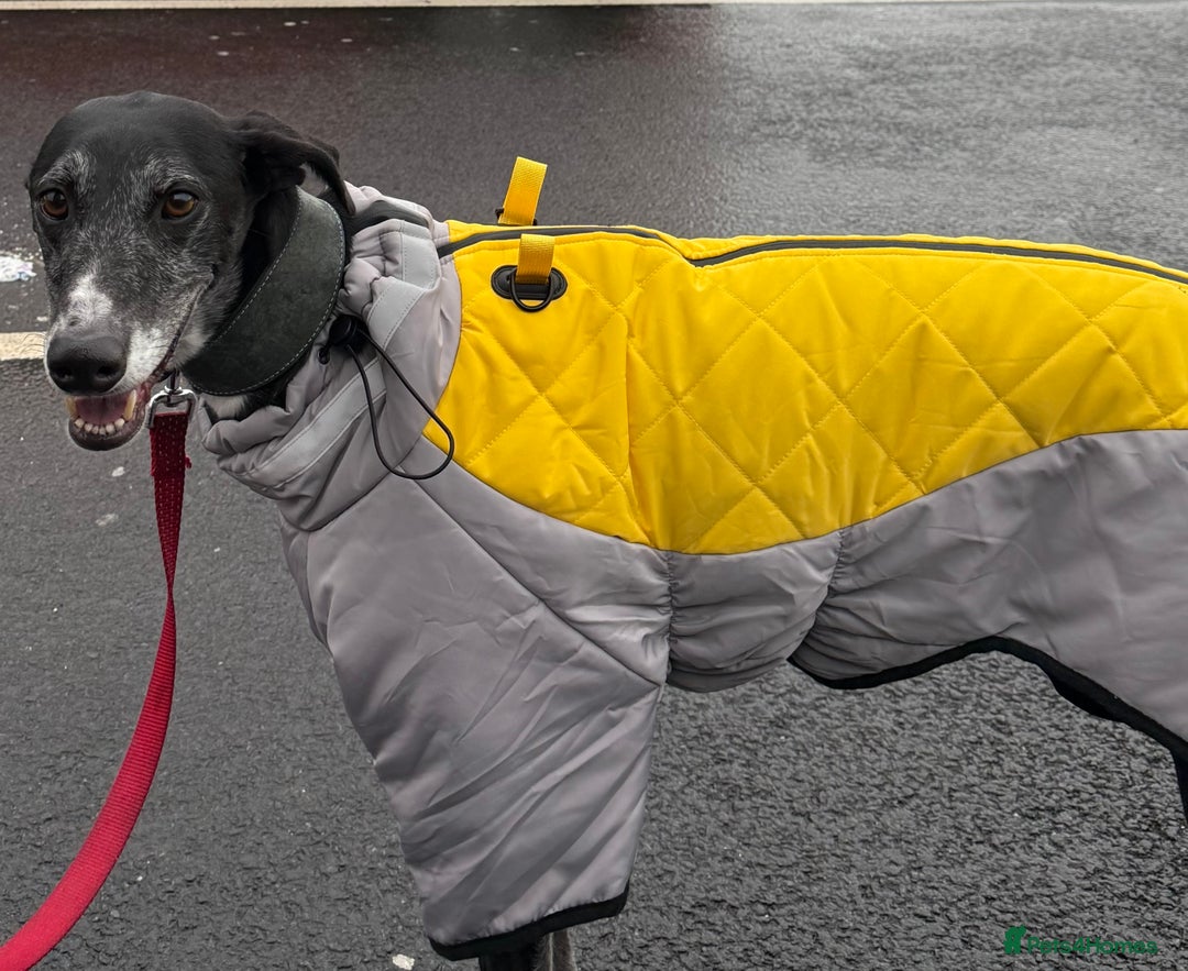 Greyhound dogs for sale: Greyhound for sale  - Image 4