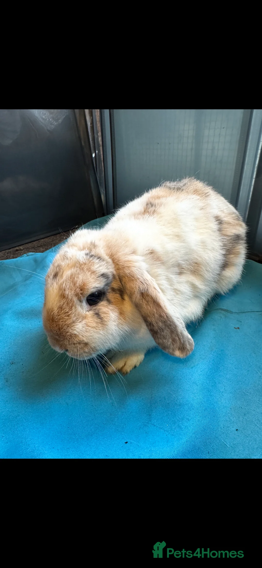 Mini Lop rabbits for sale: Baby mini lops  - Advert 2