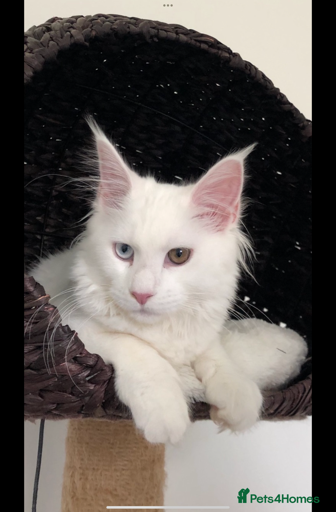 Maine Coon cats for sale: Beautiful Rare White Blue Eyed GCCF Maine Coons - Image 17