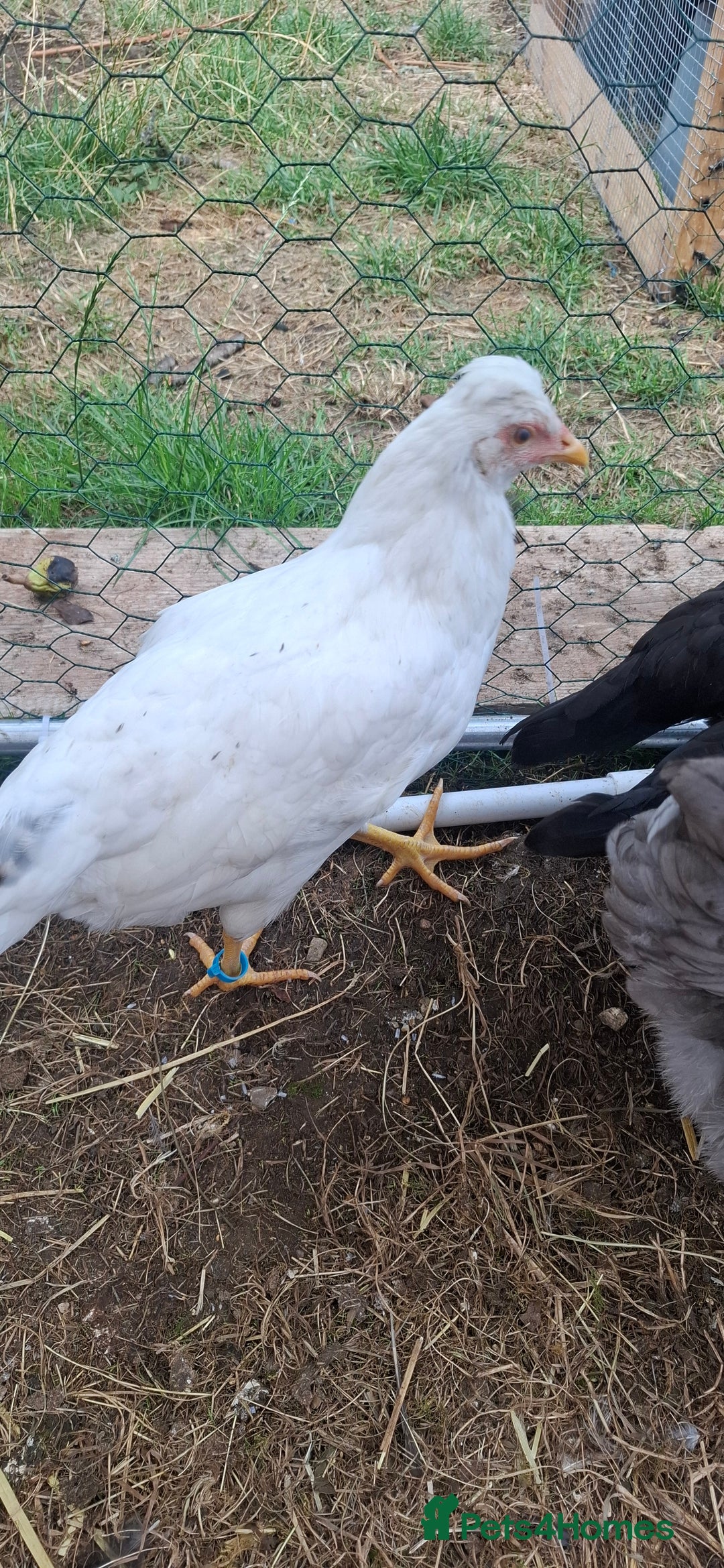Chickens poultry for sale: Hens for sale point of lay, multiple breeds - Image 3