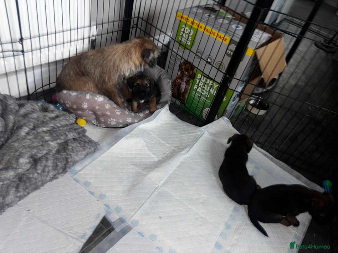 Border Terrier dogs for sale: Border Terrier puppy x1 boy - Image 10