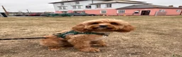 Cavapoo dogs for sale: 4 cavapoo boys. Ready to go on 17th july - Advert 1