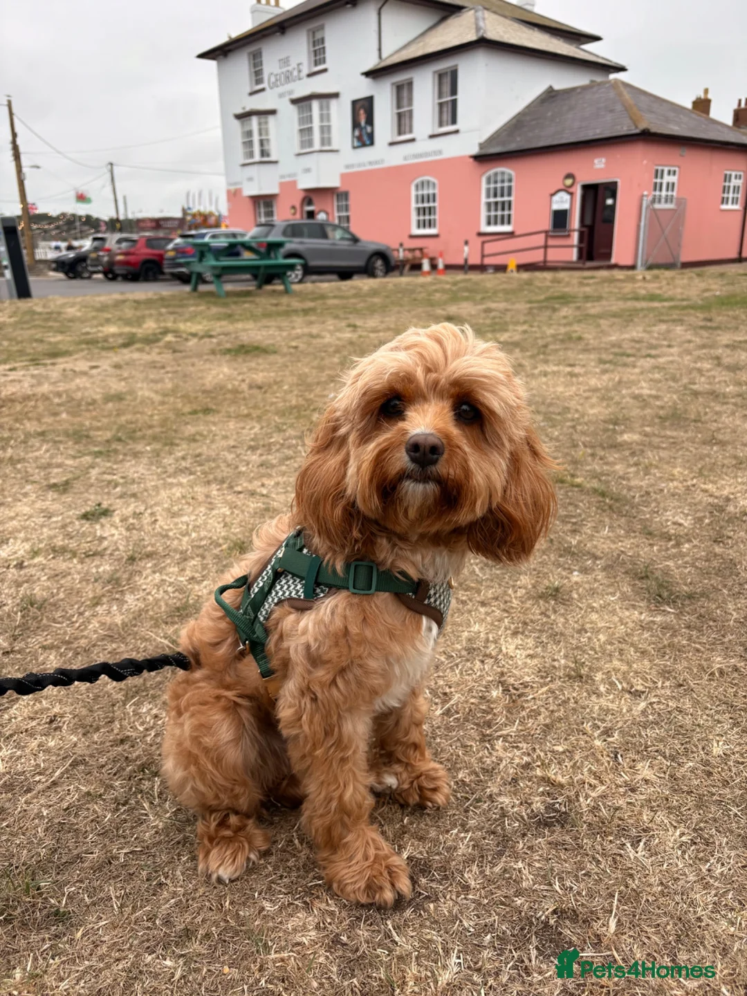 Cavapoo dogs for sale: 4 cavapoo boys. Ready to go on 17th july - Advert 1