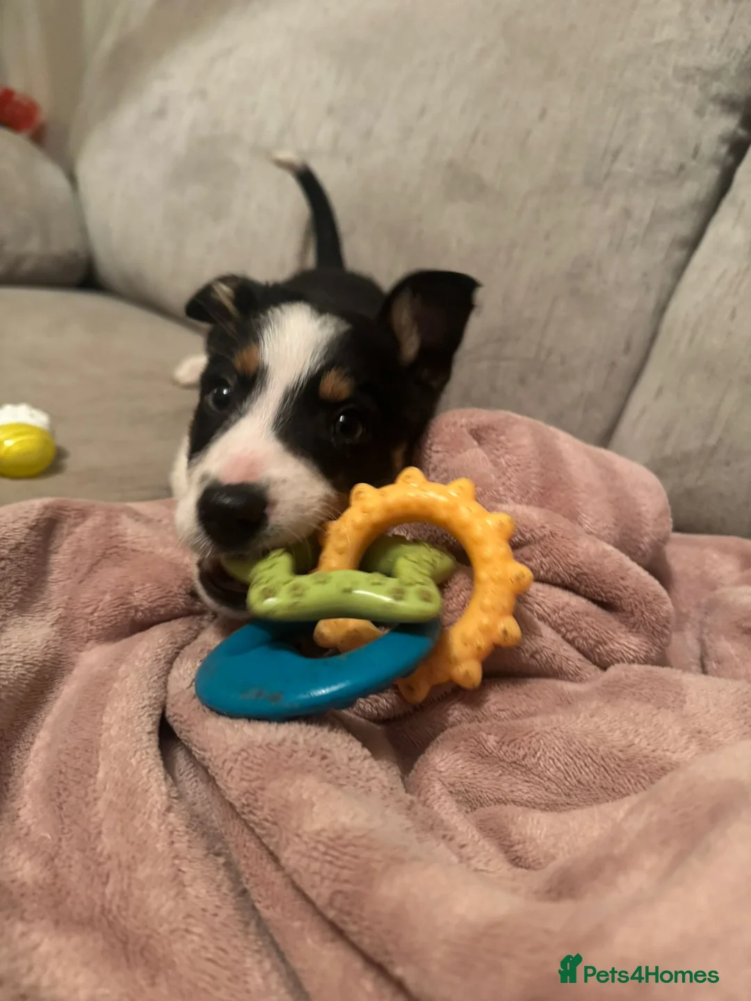 Border Collie dogs for sale: 1 Border Collie Pup - Health tested clear parents - Advert 35