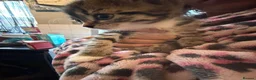 Mixed Breed cats for sale: tabby kitten  - Advert 2