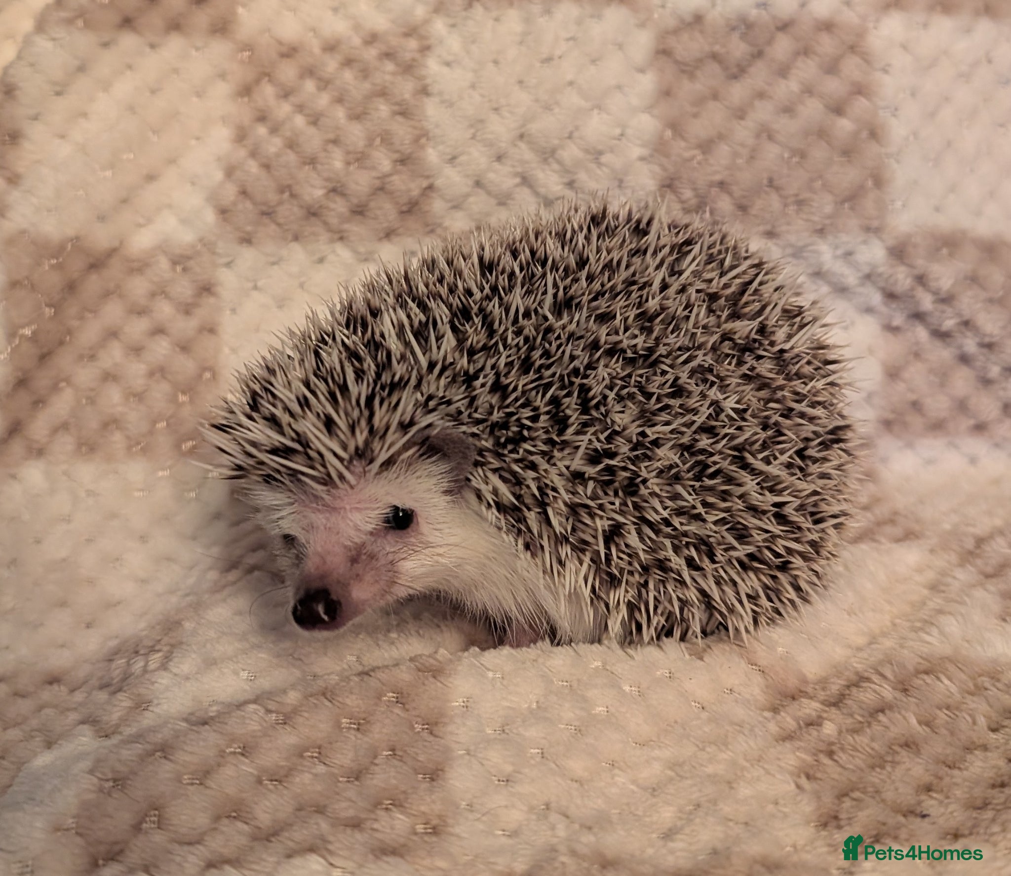 Pygmy Hedgehog rodents African pygmy hedgehog  - Advert 22