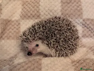 Pygmy Hedgehog rodents African pygmy hedgehog - Advert 22
