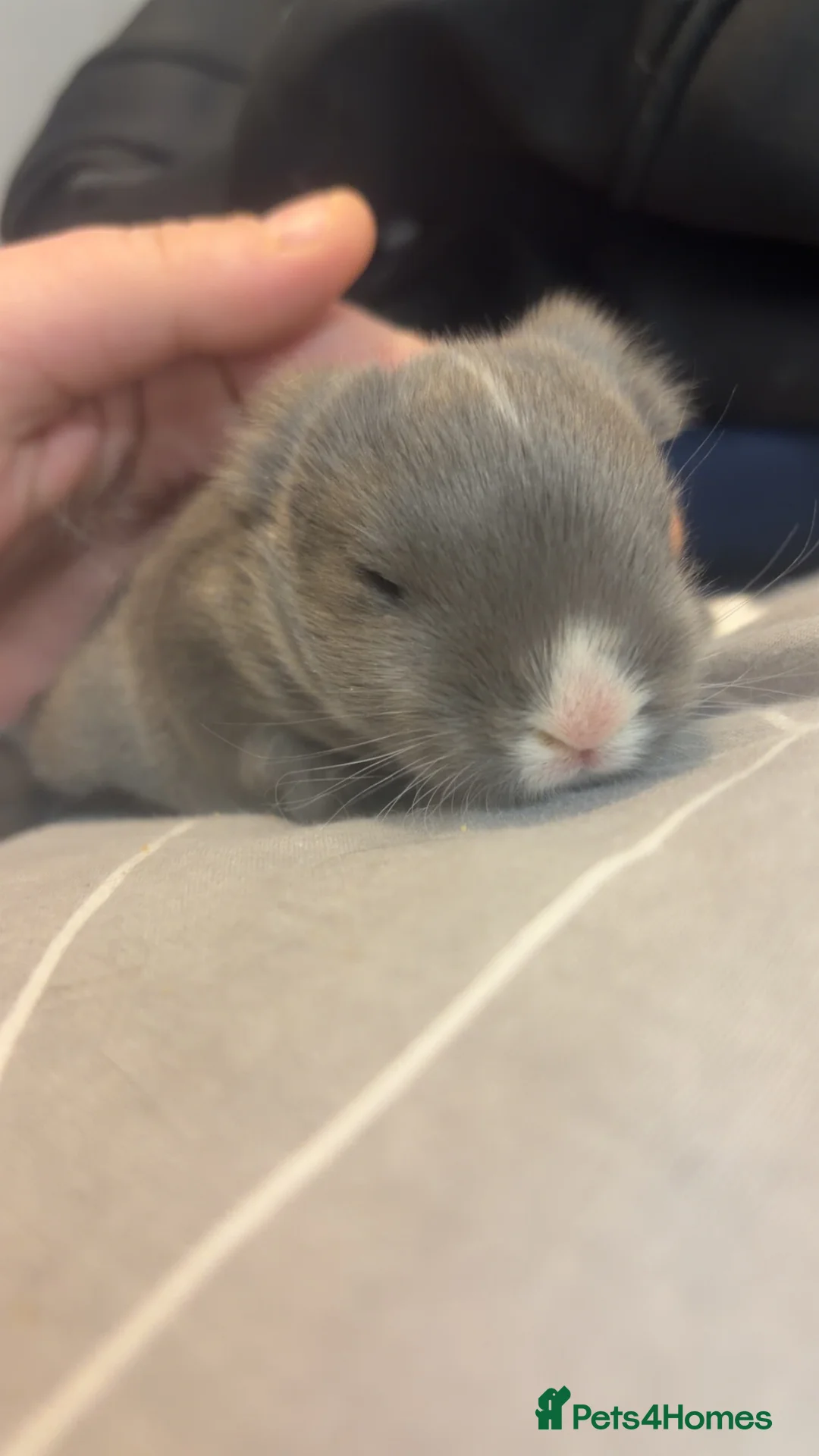 Mini Lop rabbits for sale: MINI LOPS READY 29th - Advert 2