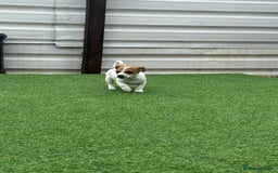 Jack Russell dogs for sale: Jack russle puppies  - Image 8
