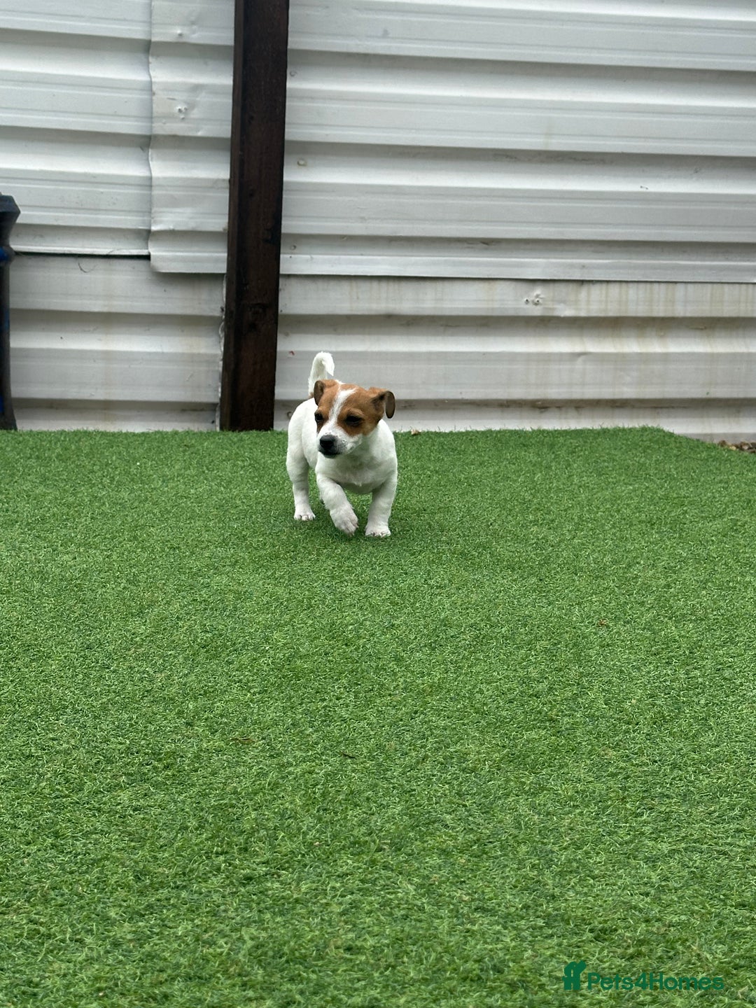 Jack Russell dogs for sale: Jack russle puppies  - Image 8