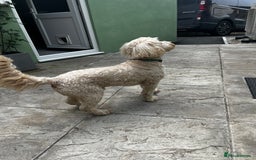 Goldendoodle dogs for stud: Ready for stud  - Image 5