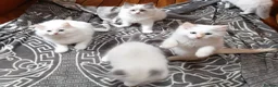 Ragdoll cats for sale: Beautiful overly friendly ragdoll kittens. - Advert 10